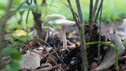 mushrooms in the forest