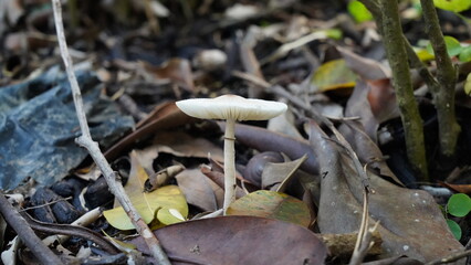  Leucoagaricus leucothites mushroom in the forest