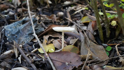  Leucoagaricus leucothites mushroom in the forest