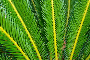 Naklejka na ściany i meble Bright green palm leaves