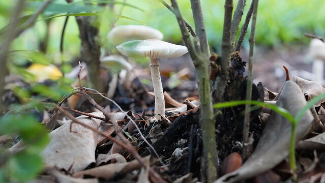  Leucoagaricus leucothites mushroom in the forest