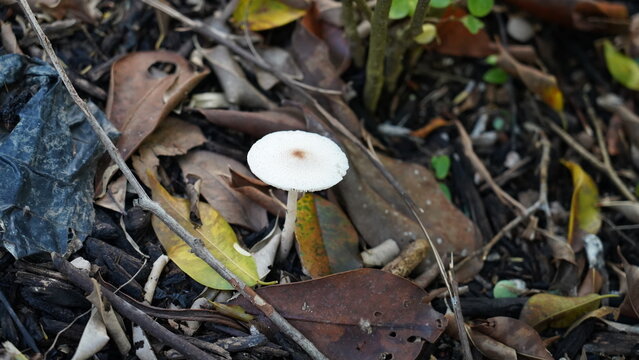 Amanita virosa mushroom in the forest