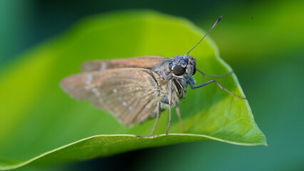 Pelopidas conjuncta, the conjoined swift  on leaf