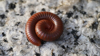 close up of a Trigoniulus corallinus