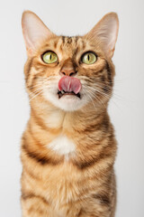 Portrait of a Bengal shorthair cat close-up on a white background. - obrazy, fototapety, plakaty