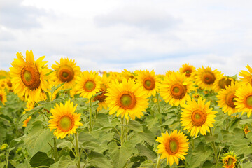 Sunflowers natural background