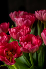 raspberry tulips on a dark background, spring bouquet for valentine's day, women's day and mother's day
