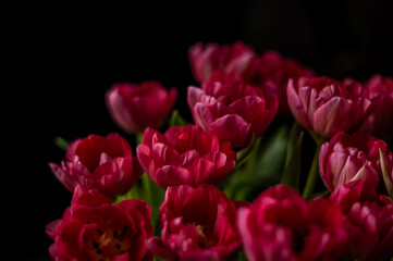 Fototapeta premium raspberry tulips on a dark background, spring bouquet for valentine's day, women's day and mother's day 