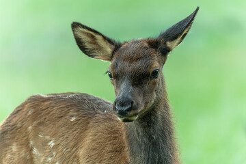 Portrait of Young Elk Calf