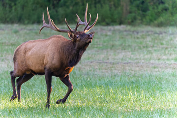 Naklejka premium Bull Elk Charging