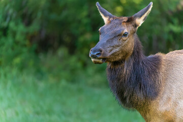 Closeup Portrait of a Elk Cow