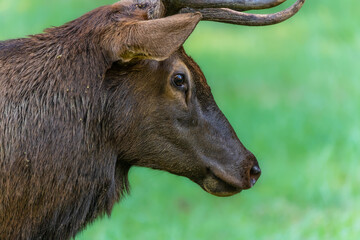 Side Portrait of Bull Elk