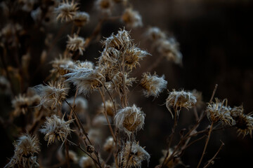 Obraz premium Withered plants. Autumn landscape. Beautiful steppe. Kazakhstan, 2022.