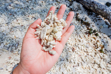 Dead corals on the hand and dead corals on sand background