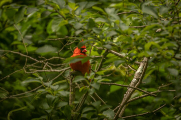 Male Northern Cardinal hiding in the branches