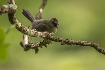 Gray Catbird perched on a tree branch