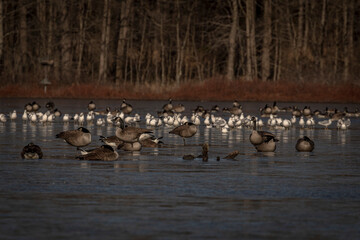 Seagulls and Canada Geese on the frozen water of the marsh