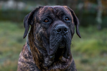 Fototapeta premium Young dog breed mastiff Presa Canario at the garden looking around