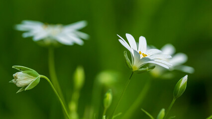 greater stitchwort