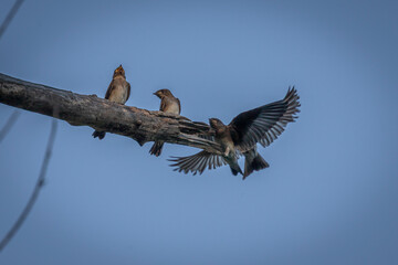 Adult Northern Rough-winged Swallows feed their young