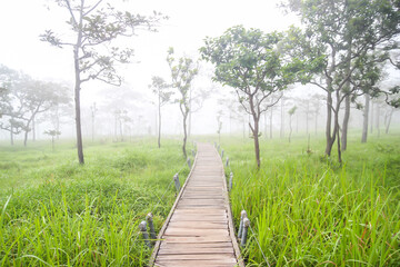 Boardwalk through the rain forest with fog in northeast Thailand