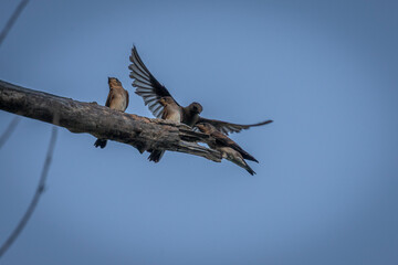 Adult Northern Rough-winged Swallows feed their young