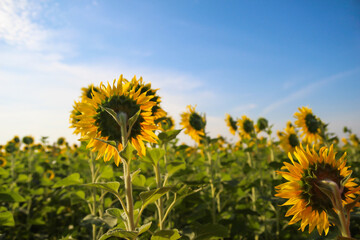 The back of the sunflower field with blue sky