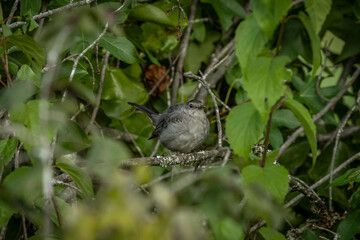 Gray Catbird fledgling perched on a tree branch