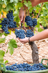 Naklejka na ściany i meble Cannonau grape harvest. Manual harvesting of grapes. Agriculture.