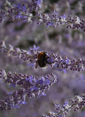 A bee sits on a purple twig of Petrovskia Blue Spire close-up