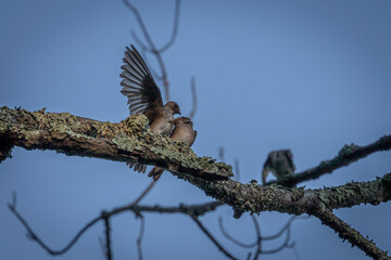 Adult Northern Rough-winged Swallows feed their young