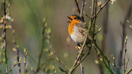Fototapeta premium singing red robin