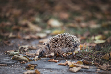 wild hedgehog in the grass looking for food and a place during the winter
