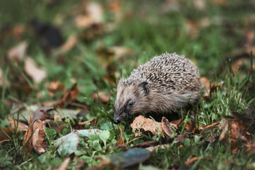 wild hedgehog in the grass looking for food and a place during the winter