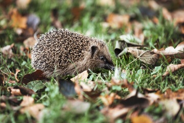 wild hedgehog in the grass looking for food and a place during the winter © Jacqueline Anders