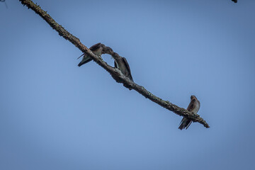 Northern Rough-winged Swallows