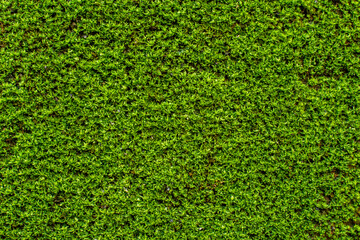 Green moss background.