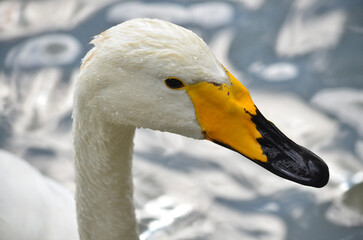 mute swan portrait