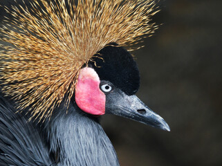 Fototapeta premium grey crowned crane
