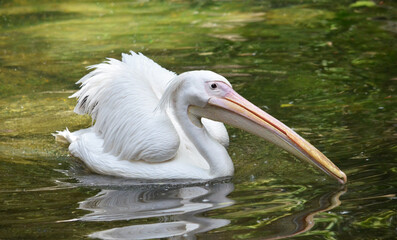 pelican on the beach