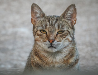 Mürrisch schauende Katze