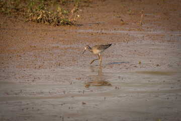 Lesser Yellowlegs Sandpiper forges for food