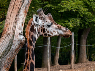 Giraffe and her head looking into the distance in the zoo