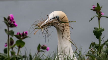 Gannet gathers nesting material, Bempton