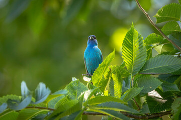 Indigo Bunting perched on a tree branch