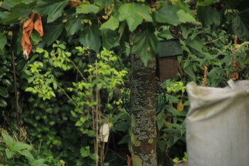 Birds in the back yard