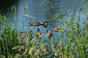 Family of ducks