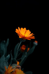 Bright orange marigold flower on a black background