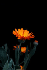 Bright orange marigold flower on a black background