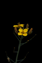Yellow mustard flower on black background 